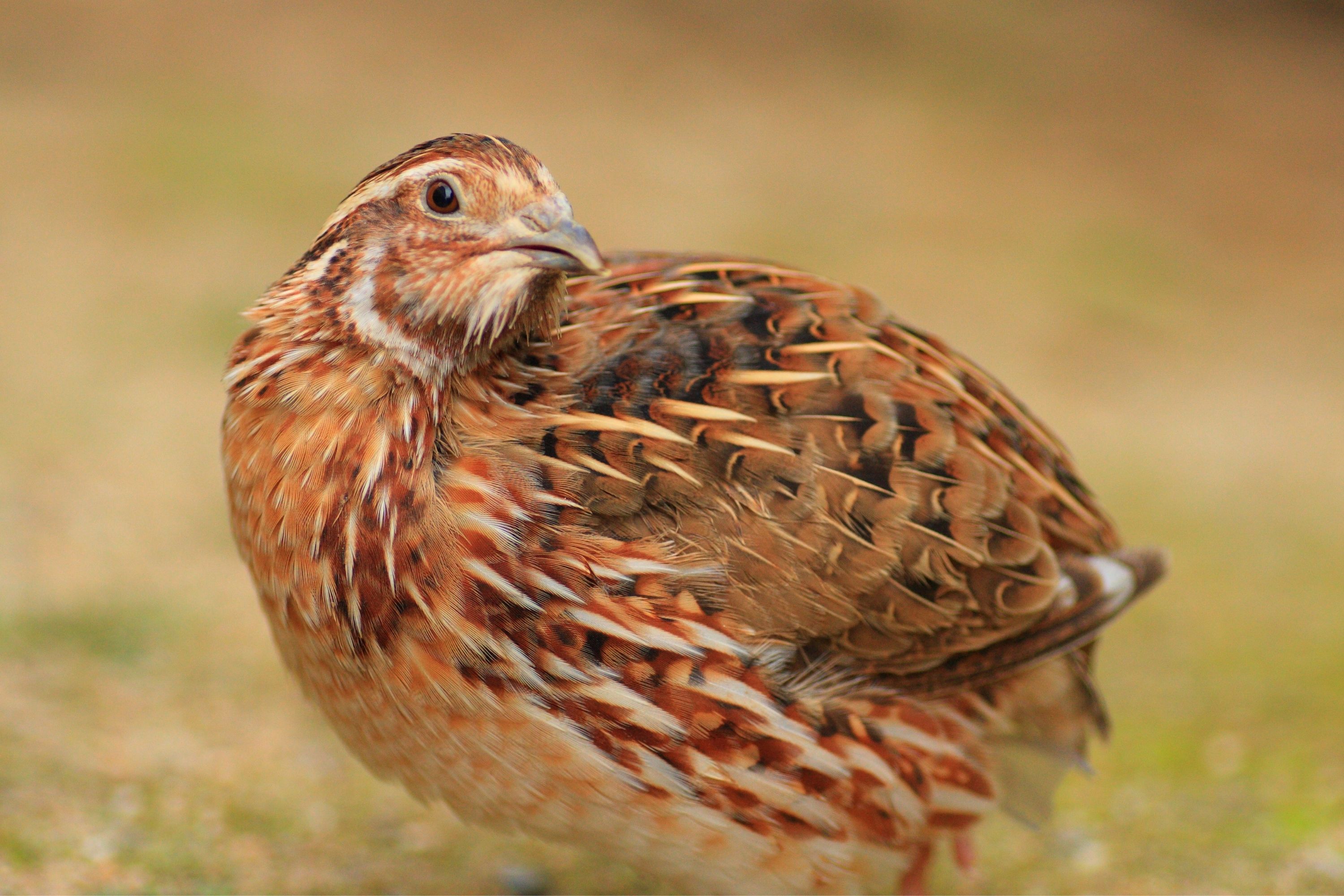 Doğal ortamda yetişen sağlıklı bıldırcınlar