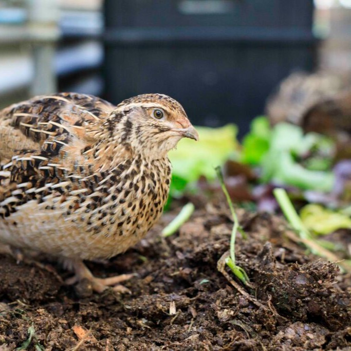 Agsu Bıldırcın Çiftliği - Naturel Bıldırcın Gübresi (1 kg)